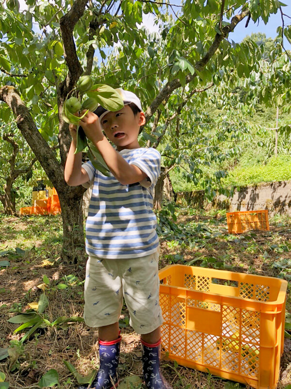 渋柿を収穫する少年