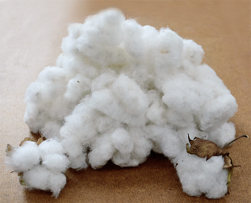 たくさん採れた綿