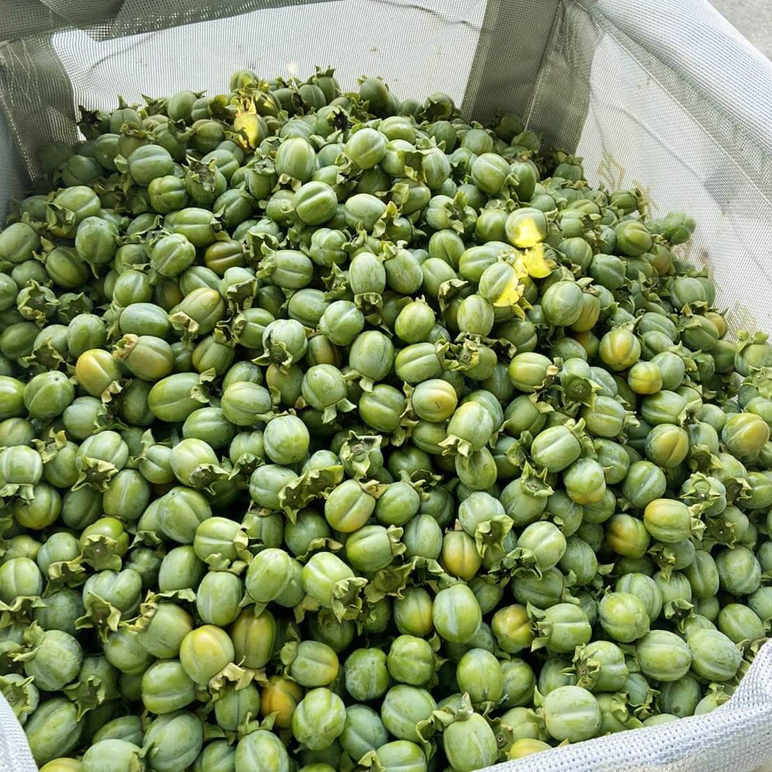 2021年も恒例の西条柿摘果作業で20トン収穫！