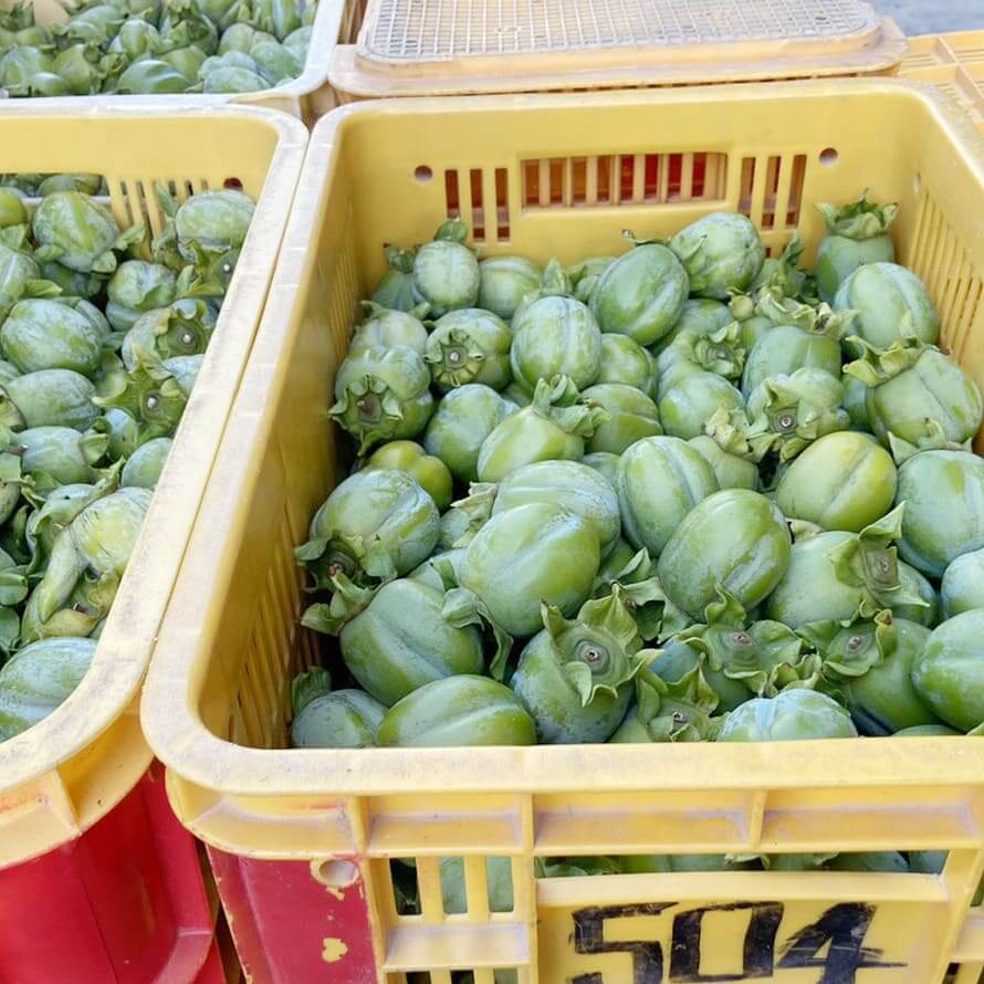 かごいっぱいの西条柿渋柿